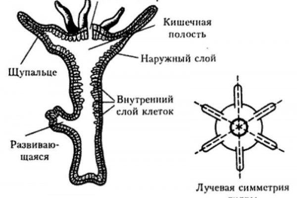 Как выглядит сайт мега