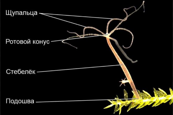 BlackSprutruzxpnew4af onion не работает в тор